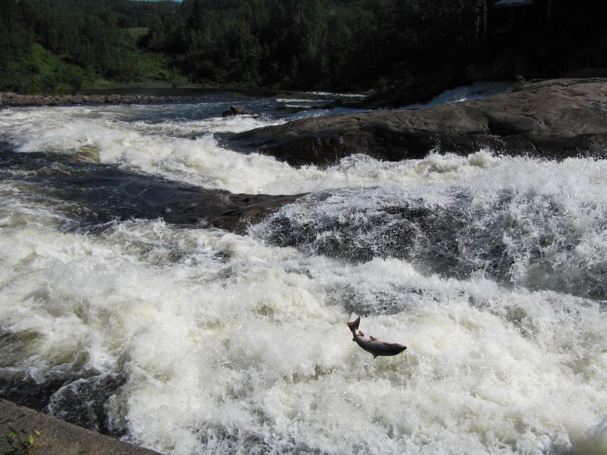 Gite Marie-Claire Petit-Saguenay Exteriér fotografie